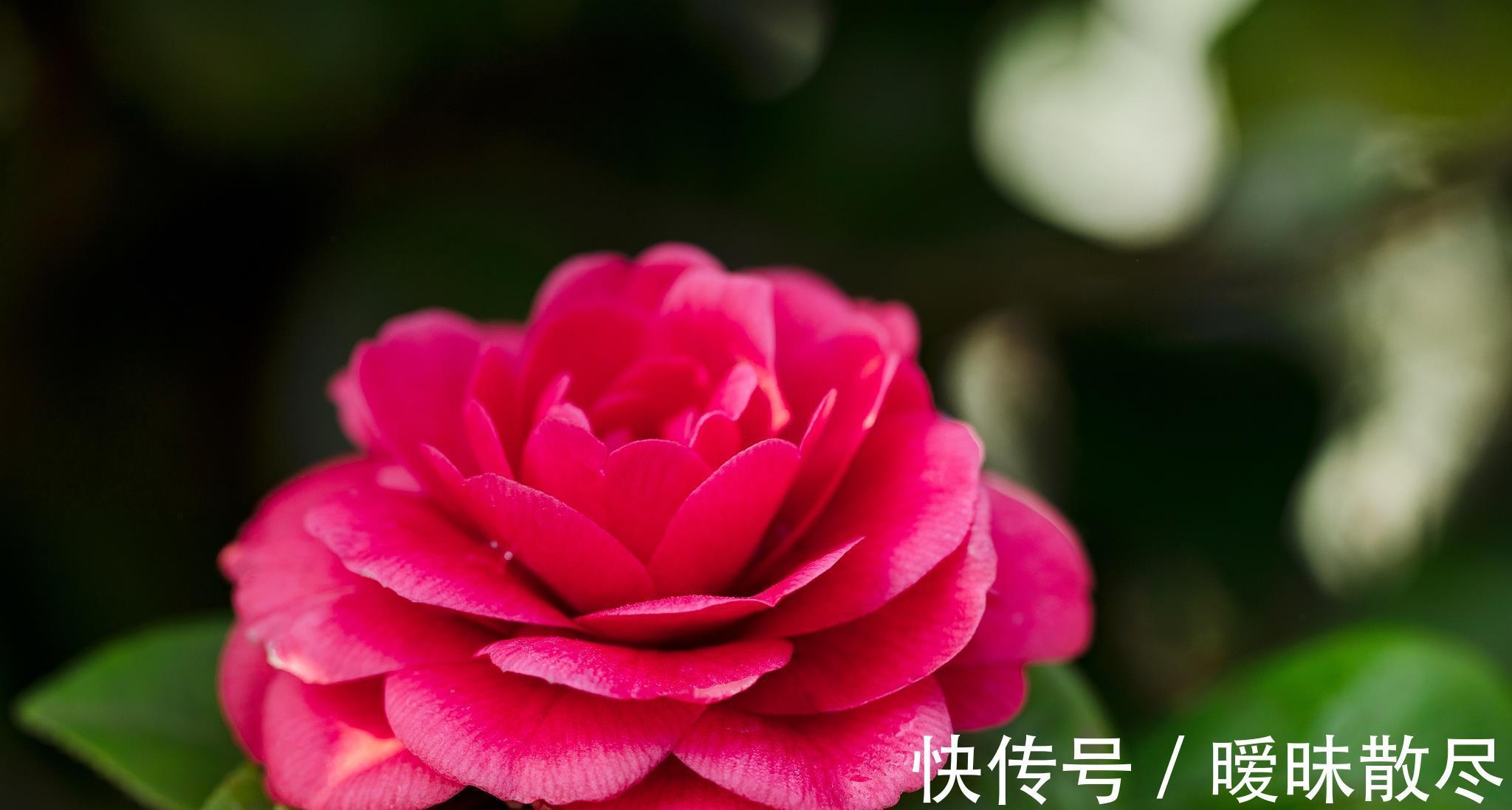 花友|容易被“误杀”的7种花,汲取教训,才能养好