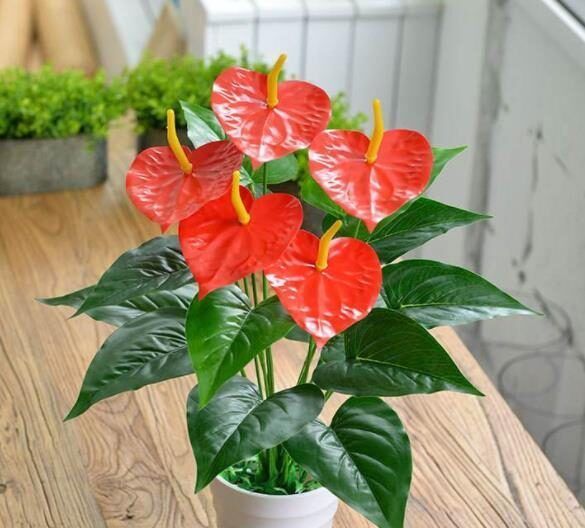 被当做一次性花的漂亮花卉,一个小技巧,还能继续开花