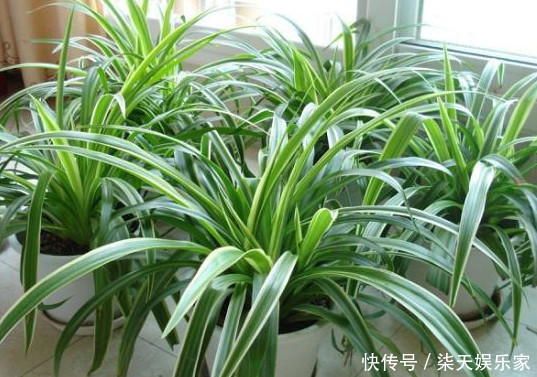 爆盆|吊兰养不好记住关键这点,不干尖不烂根,轻松爆盆,长满小吊兰