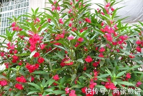 栽种|俗称“指甲花”，能染指甲能防蛇，却是“蛇蝎美人”，栽种要小心