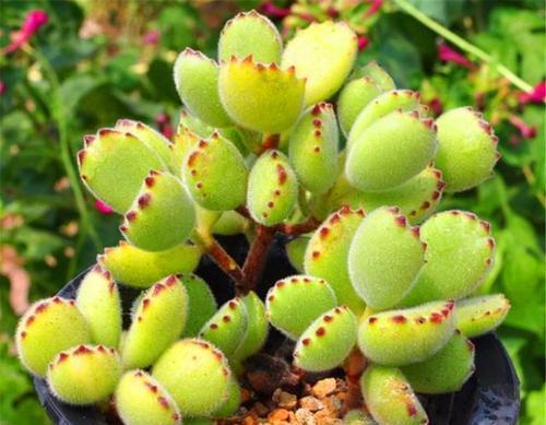 花友|6月养熊童子,3个要点要牢记,不然黑腐掉叶子,难安全度夏