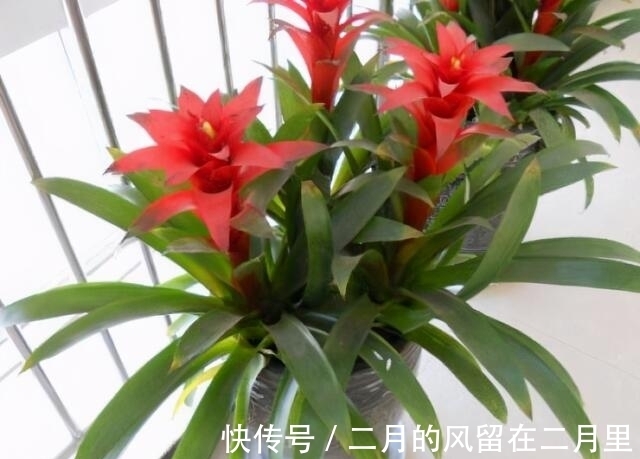 阳台上|闺蜜终于有了属于自己的家，送点什么最合适呢？这3种花最合适