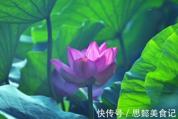 热逼寒毒|三伏天“以热逼寒毒”,每天坚持做3件事,给秋冬健康打下基础