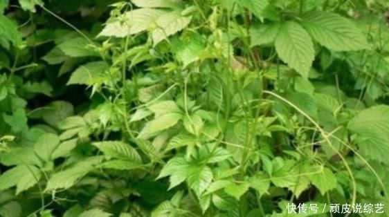 三高|农村3大野菜,个个都是食疗宝贝,止咳祛痰保肝解毒,降三高