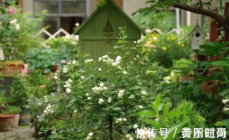 花园|荒废多年的80㎡小院,2年半时间打造成下沉式花园,太漂亮了!