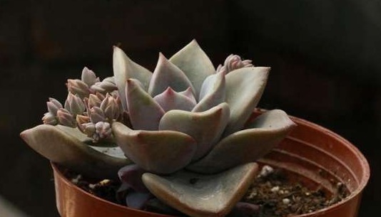 家里养上如下多肉植物准没错!既好看又好养,“养花杀手”的福音