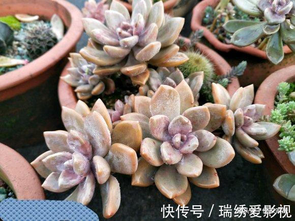 新手|公认的叶插能力很强的10种多肉,新手放心养,轻松变成多肉大户