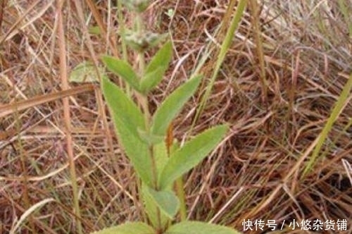 此野草人称三姐妹,美容抗衰老,治疗牙痛感冒效果极好,你认识吗
