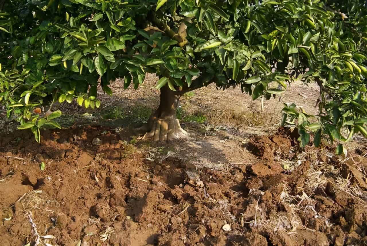 3种“东西”别浪费,路边一大推,一分钱不花,养花效果一级棒