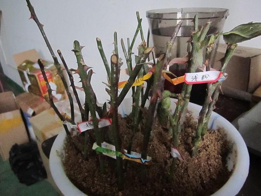  方法|过年都爱摆几盆长寿花，学会5种“扦插”方法，长寿花一盆变多盆