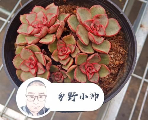 阳台养多肉，怎样才能让肉肉状态更出彩，小帅来支招