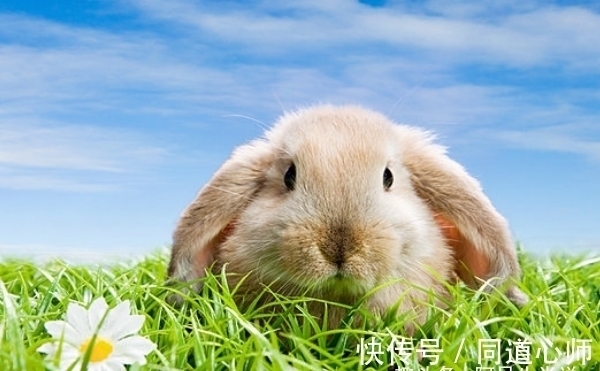 财运|大金兔：出生这几月的属兔人，财运通达，生意兴隆，家中财帛不缺