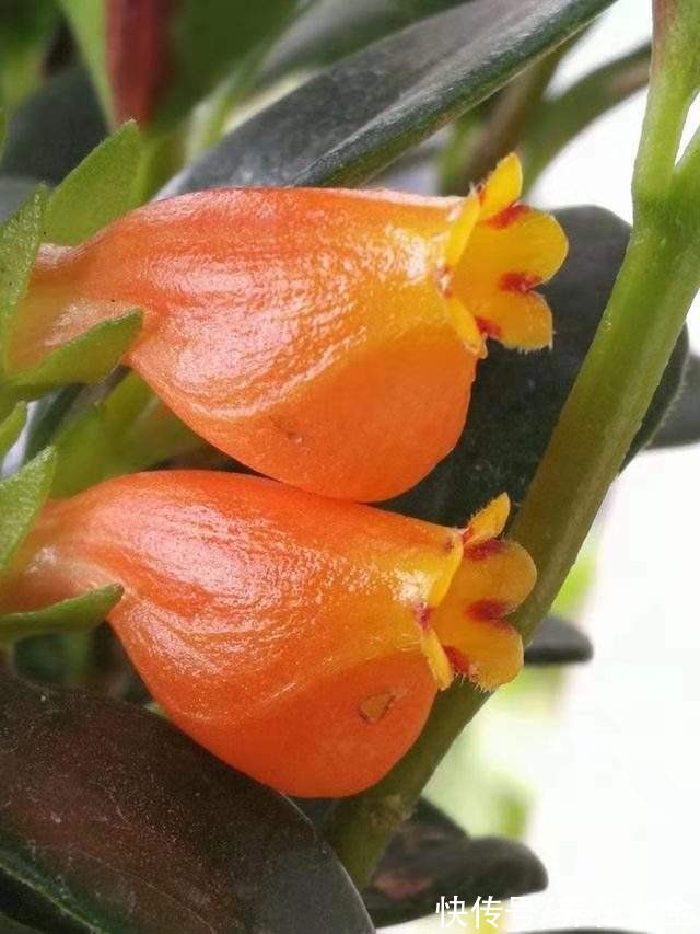 1种吊兰长得像“金鱼”,5个步骤学起来,养出满盆“可爱小金鱼”