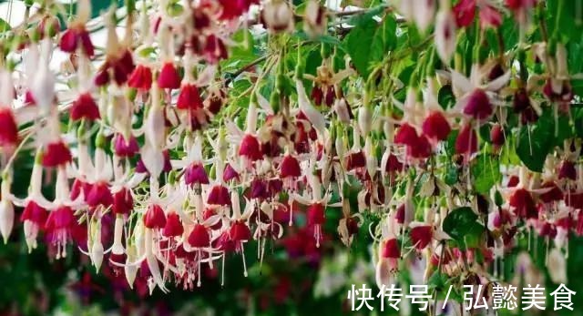 水培|3种枝条泡水里,10天长根,一次开花100朵,水培成活率更高!