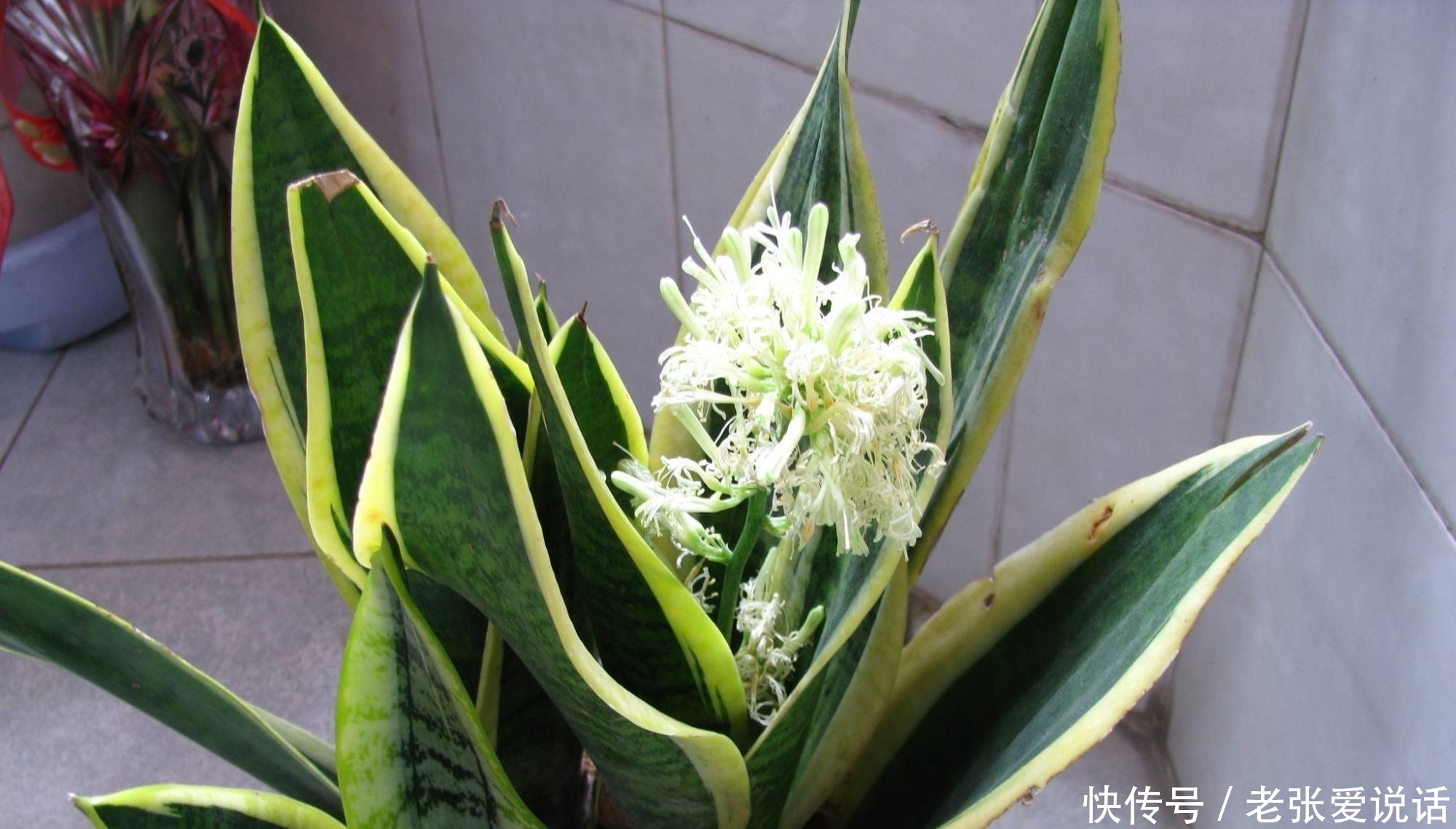 喜阴花|5种“喜阴花”,不要长时间晒太阳,屋外若有,抓紧搬进屋!