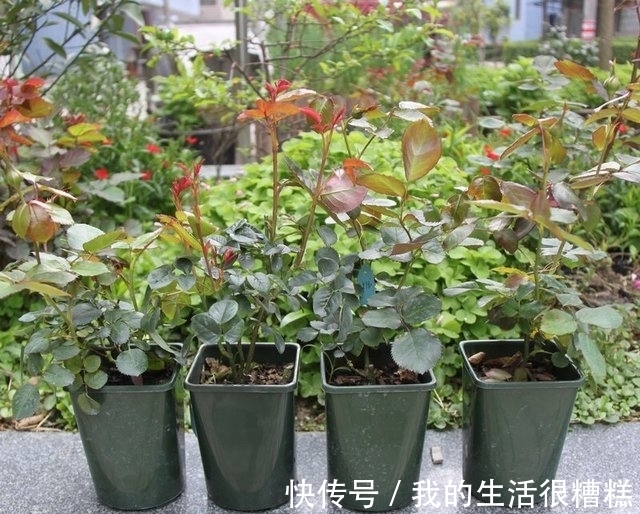 新买的月季小苗,4个关键处理好,根壮苗旺,卯足劲开花