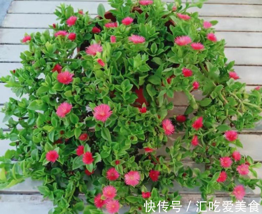 牡丹吊兰开得正艳,皮实好养,花叶俱美,还是美味菜肴