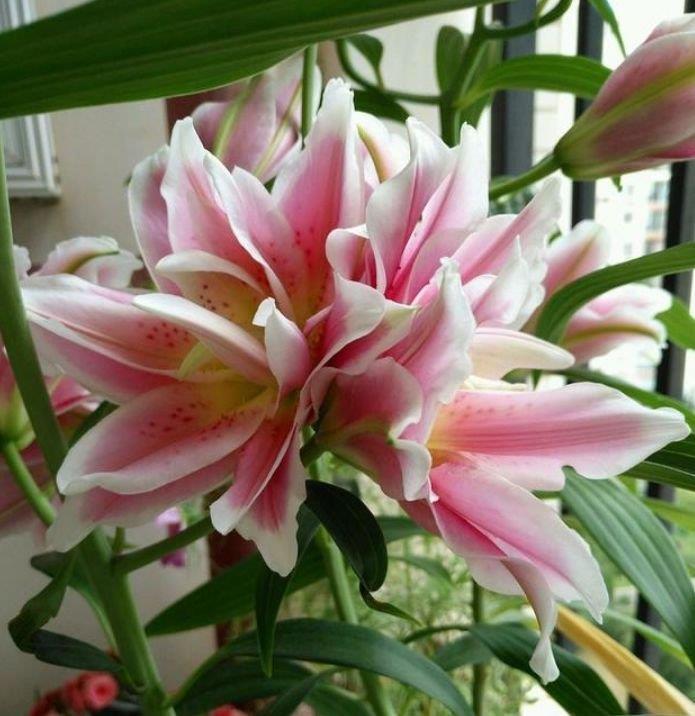 4种花养家里,福旺运旺财更旺,家里养一盆,招财又纳福!