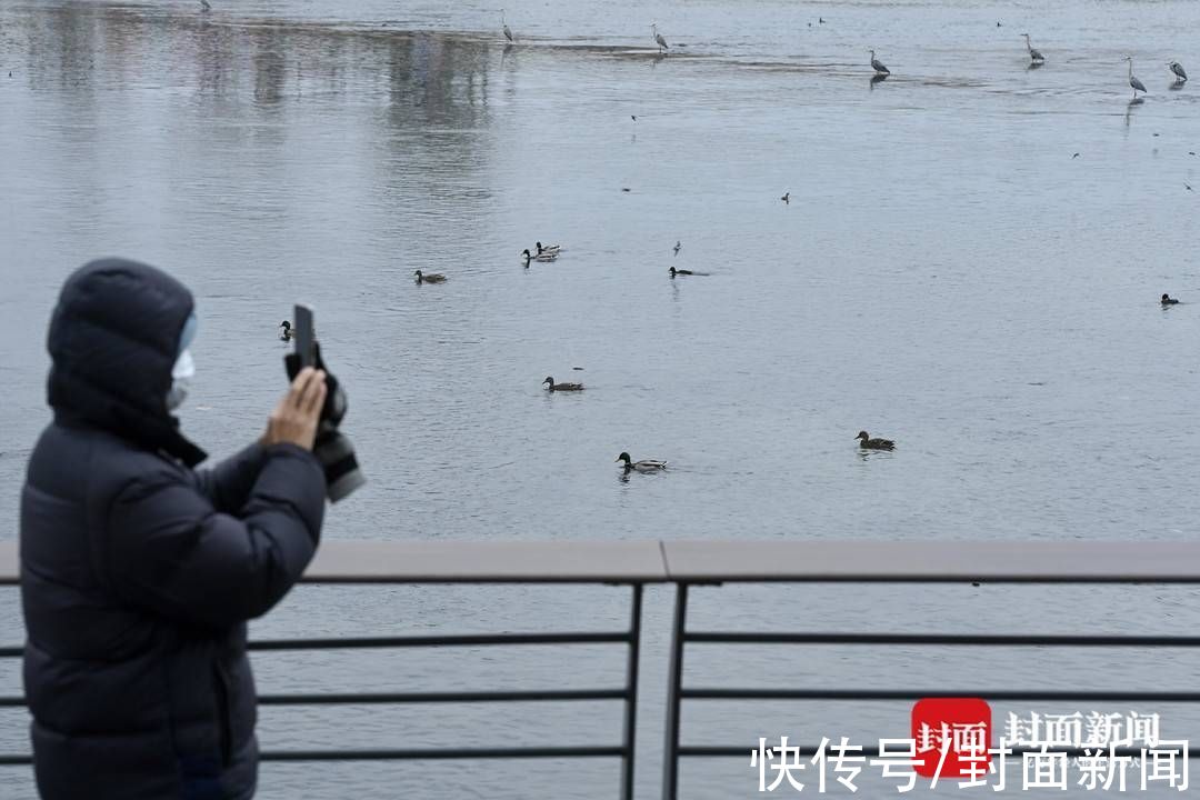 新闻记者|春暖鸟归水鸭成群 成都市民手机就能拍出大片
