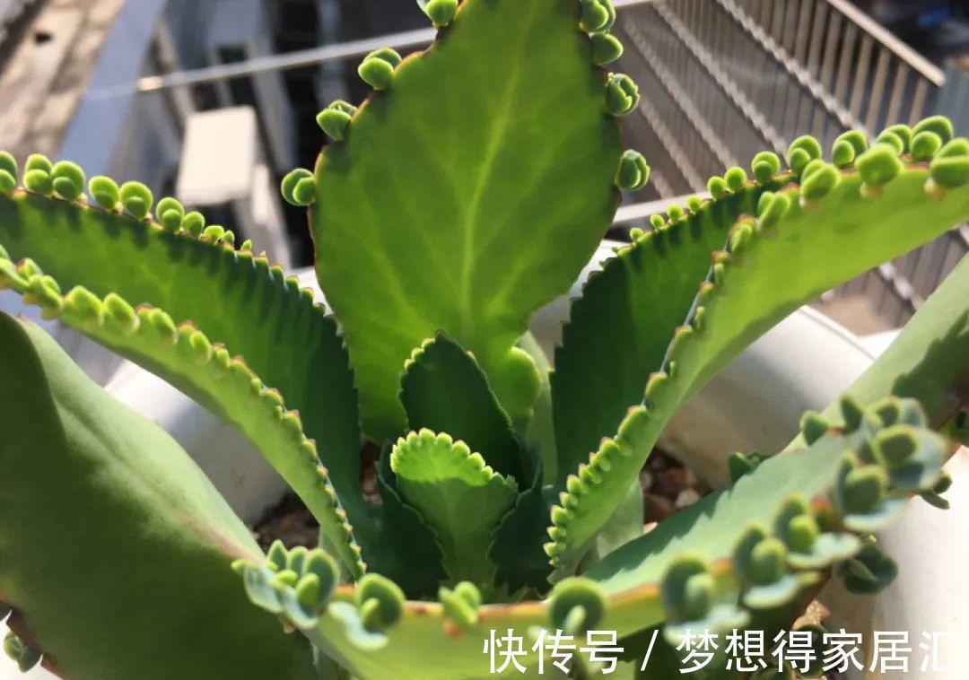 养到烦人的花,盆都不够用,扔掉还很心疼