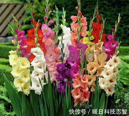 我国最新兴的果树,比蜂 蜜甜25倍,插土里就活,来年扁担装不完