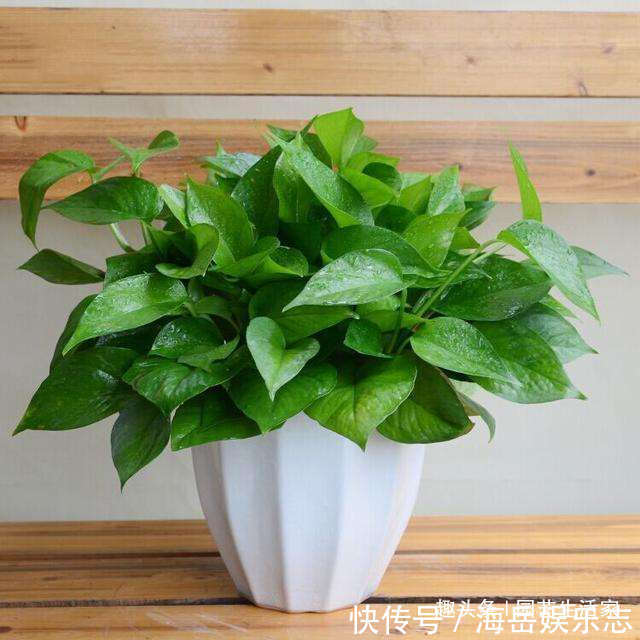 客厅养花,懂行的人会避开4种花不养,看看你家养了哪几种