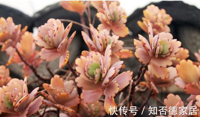 3种多肉，出状态后如翩翩欲飞的蝴蝶，又仙又美，超级漂亮