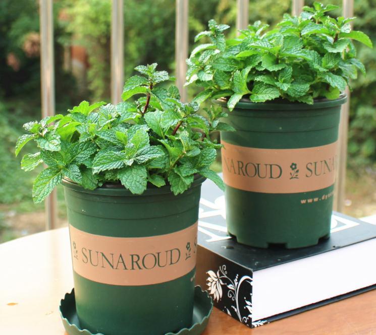 养不活花的人,建议养这“5种花”,好养好看又实用