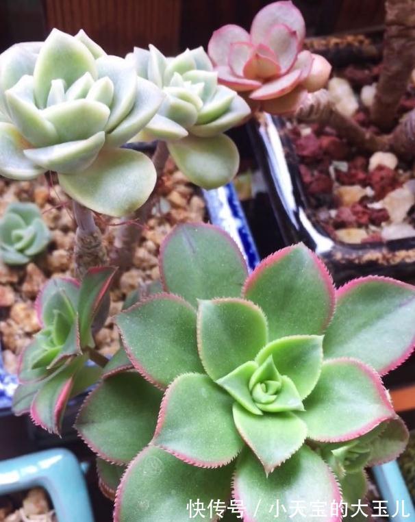 多肉长花箭,影响多肉的健康与生长,剪掉后既可繁殖又可制作工艺
