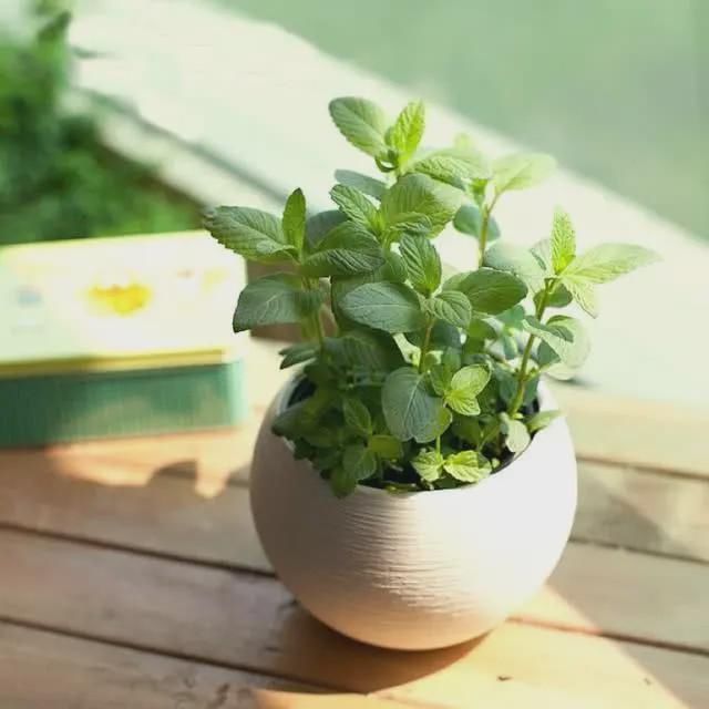 卧室养花就养这5种花,净化空气安心睡眠,好养又美丽