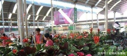 养死|花市买花时,尽量避开“此2种”,还有花友敢买,拿回家就养死