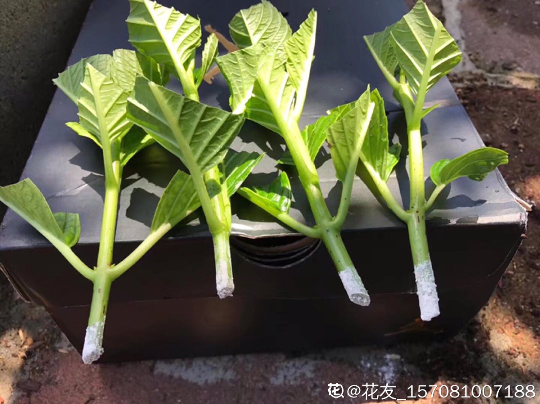 花手鞠|夏天扦插最好活，剪个枝条插土里，10天就生根