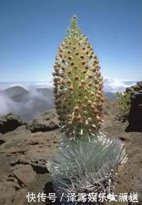 大自然最奇特的花之一，在难见生物的火山口旁，抵抗着高温绽放！