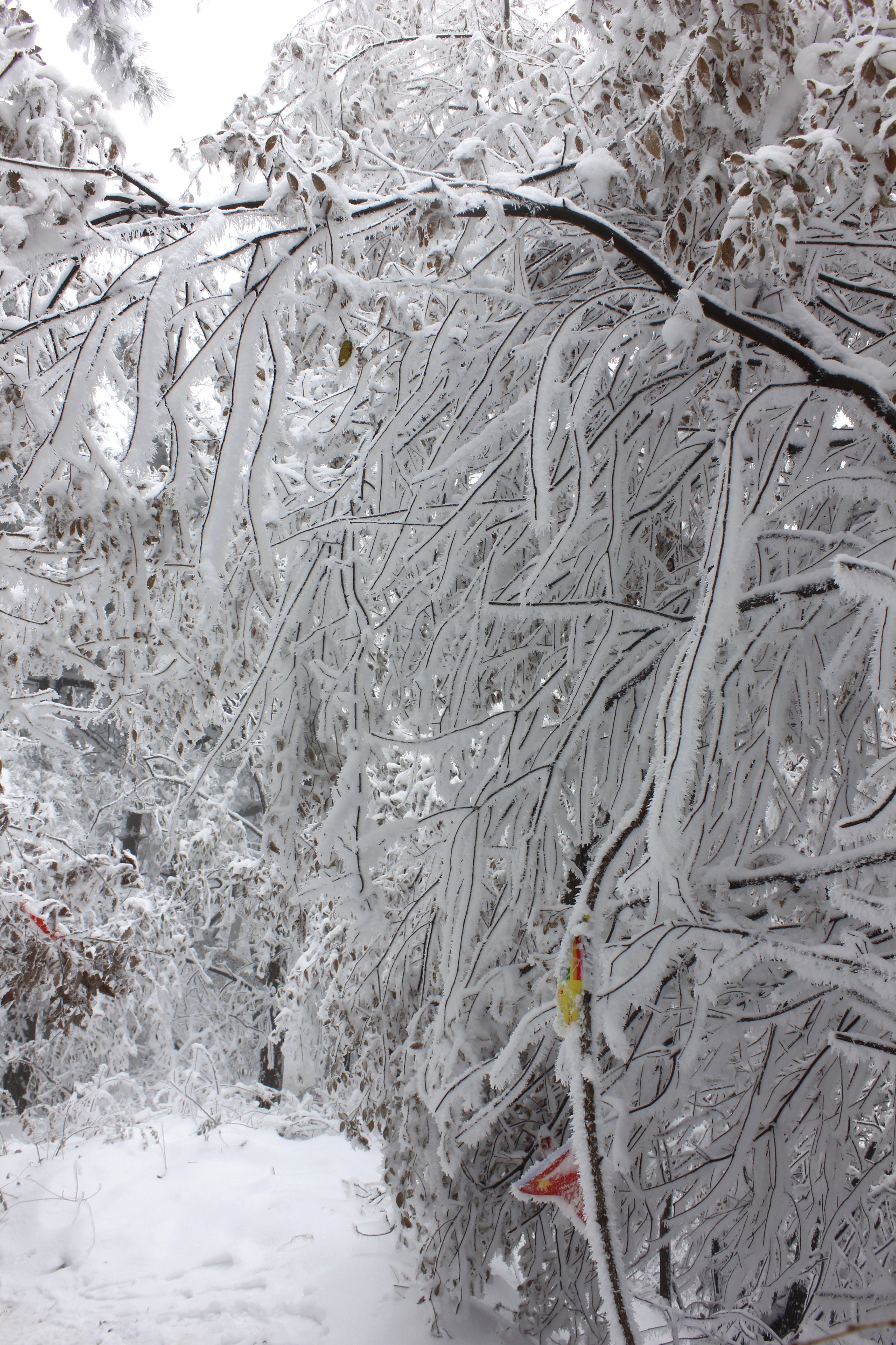 征集|【年末福利征集】雪后南五台幸遇云海