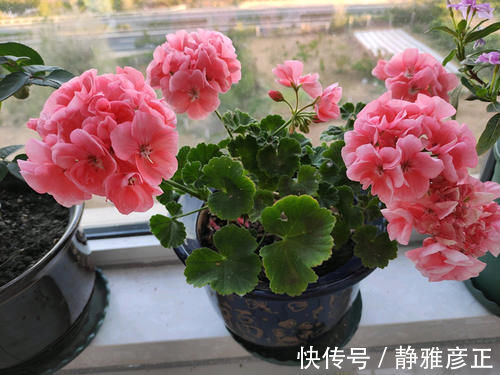 海豚花|封闭阳台能养哪些花？这几款很不错，好养易打理，冬春季也有花看