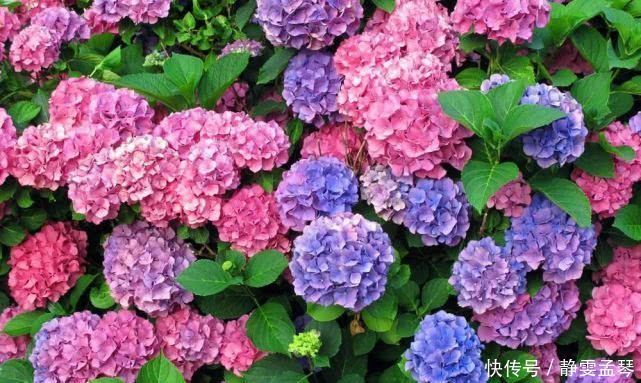 养花总是烂根,盆土中加点东西,养花再不用担心会烂根了