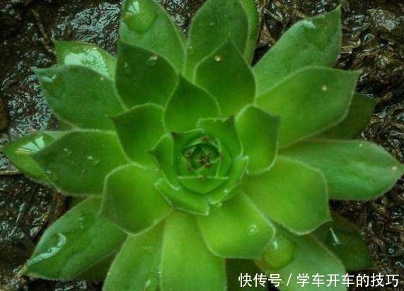 种花|家里“3种花”，一点光就能活，阳台养一盆，满园春色“挡不住”！