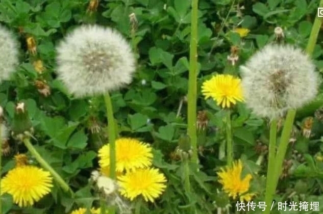 不起眼|蒲公英泡水喝只能降火?要是有这些病症也能用蒲公英来缓解