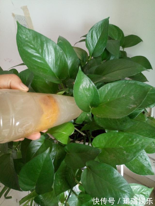 养分|家里常扔的一种“皮”,水里泡一泡,浇花响当当,叶片肥壮花儿旺