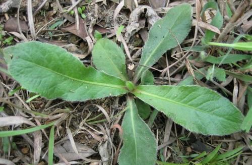 特效药|这东西，人称地胆草，是治口腔溃疡“特效药”，如需要，请重视！