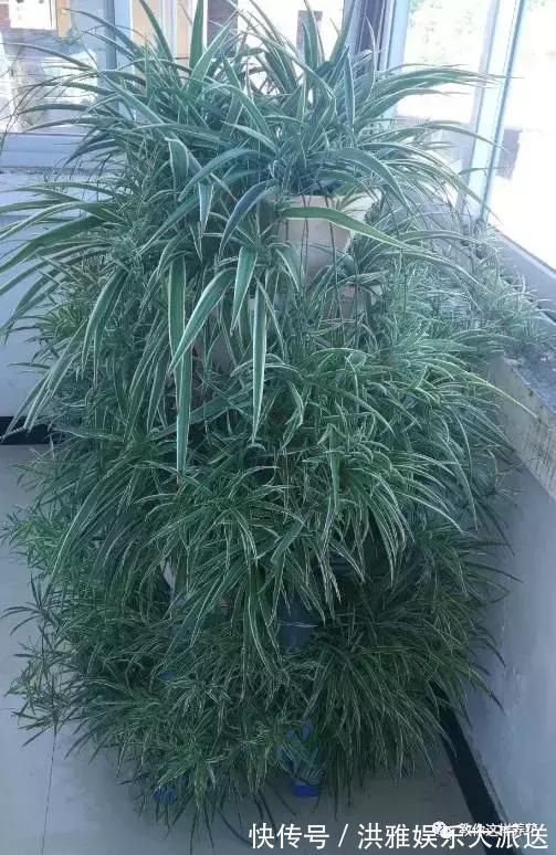 吊竹梅|3种吊兰别这么养,不然疯长爆芽,控制不住!