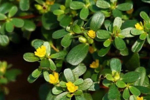 马齿苋|老人眼中的“长寿菜”,保护心脏抗衰老,常吃好处不请自来!