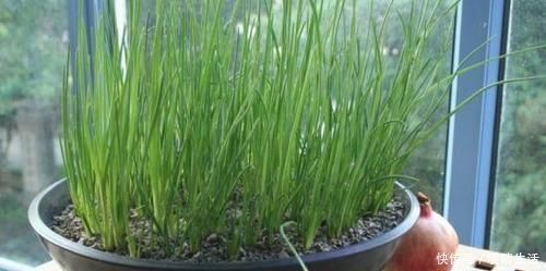 阳台种小葱,又细又黄乱糟糟?教你几招,又粗又壮,又粗又壮
