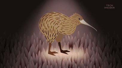 角马|蝙蝠竟然会倒立生孩子，这些生娃瞬间看得我肚子疼