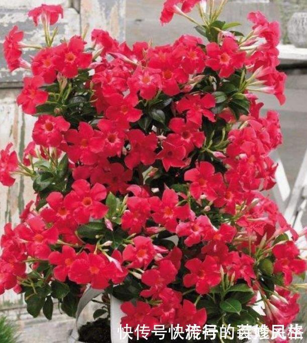 阳台养花就选4种,一开就是大半年,阳台一直都是“小花园”!