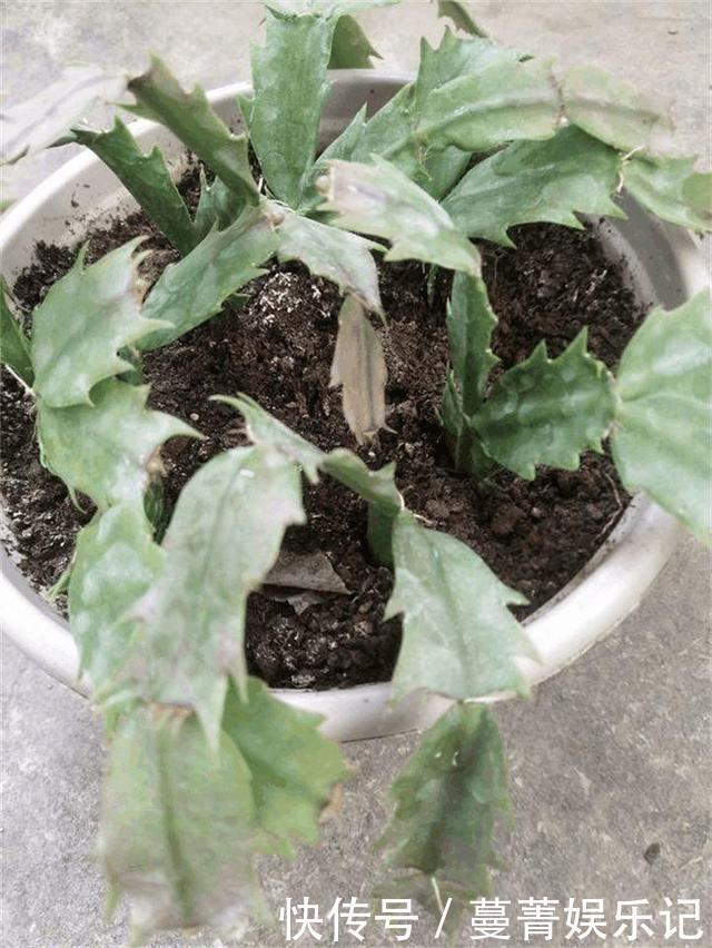 蟹爪兰叶子“软塌塌”?教你做3步,嗖嗖冒新叶,入冬花朵爆盆
