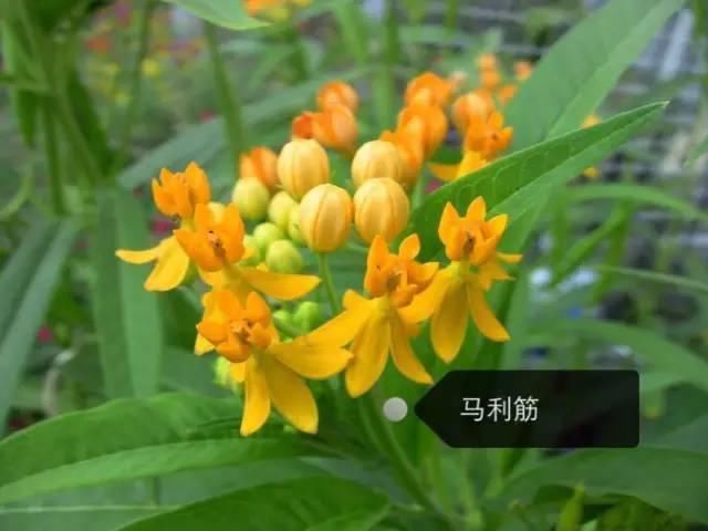 150种常见植物及花卉，你认识几个？