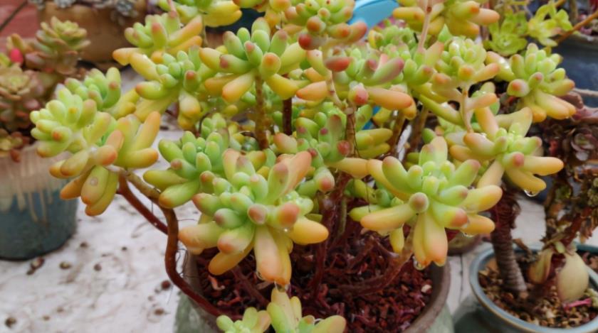 多肉乙女心|如何养殖出漂亮又独特的多肉乙女心?抓住3点就够了