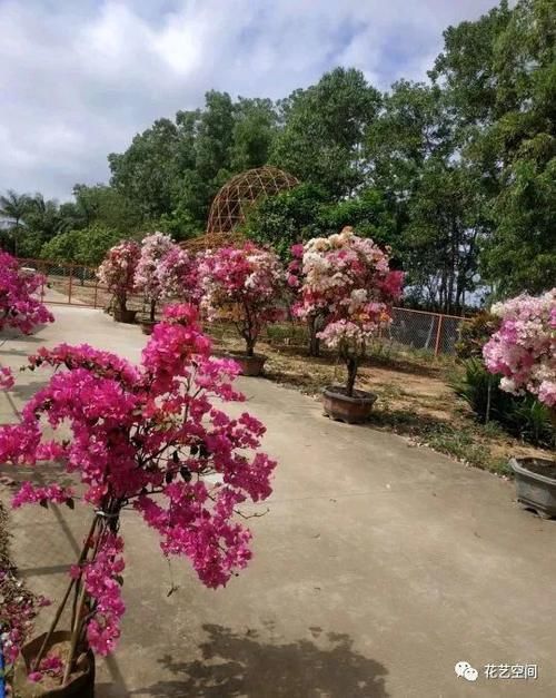 “最累”的8种花，花开连续几个月，一次开花几百朵！