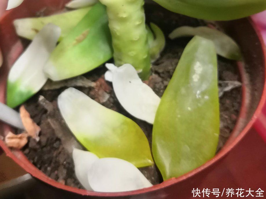 仙人球|9种花最怕下雨天，一淋雨就死，太心疼了
